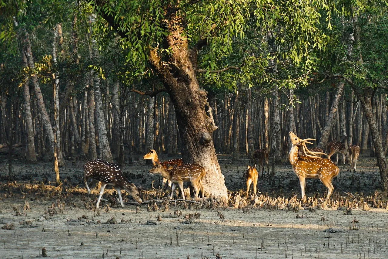 Sundarbans Mangrove Cruise